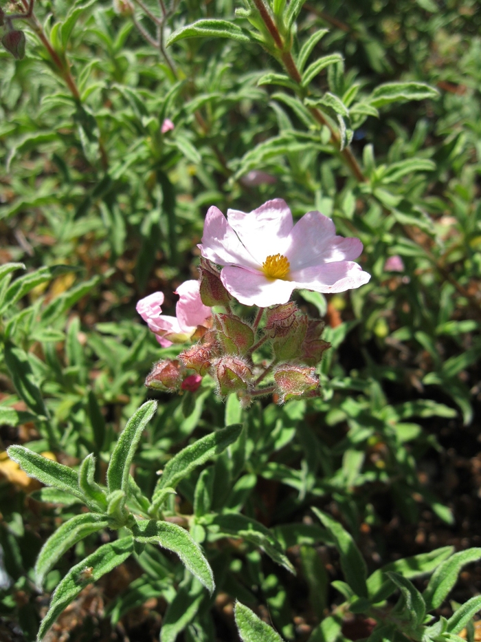 Pink Rockrose - Cistus skanbergii from Sloat Gardens