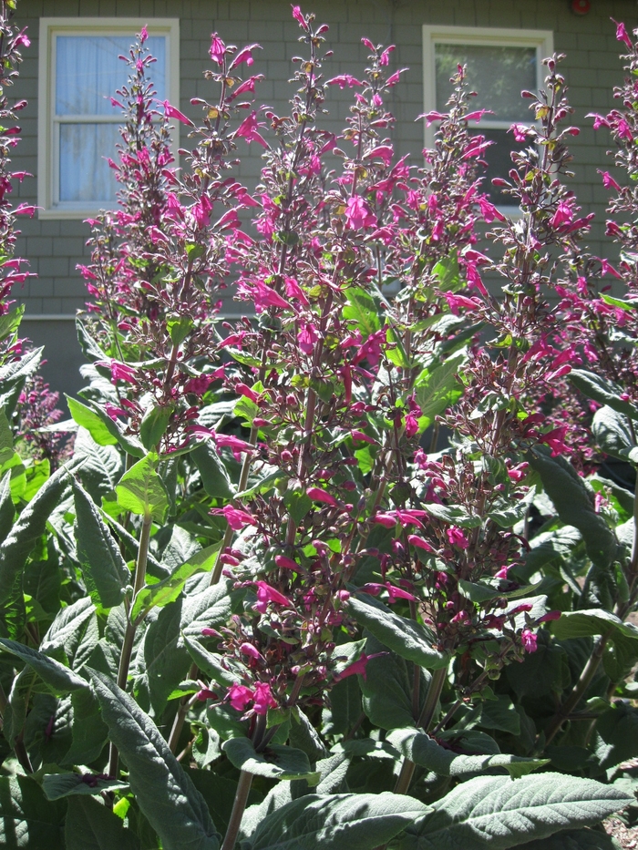 Pitcher Sage - Lepechinia hastata from Sloat Gardens
