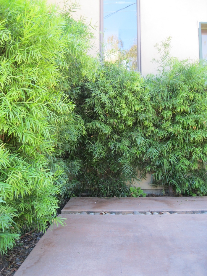 Fern Pine - Podocarpus gracillior from Sloat Gardens