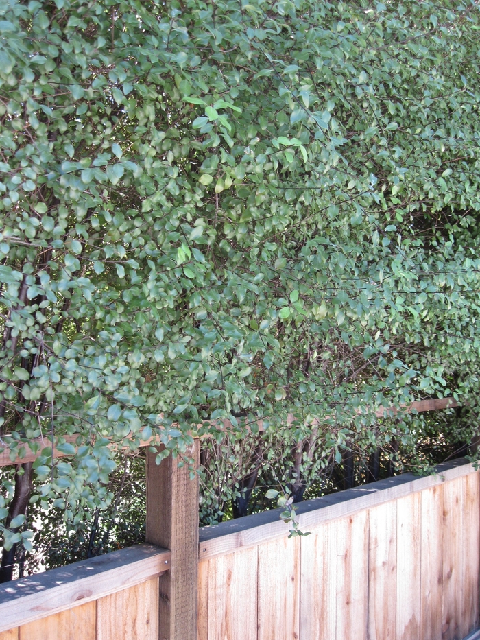 Silver Sheen - Pittosporum tenuifolium Silver Sheen from Sloat Gardens