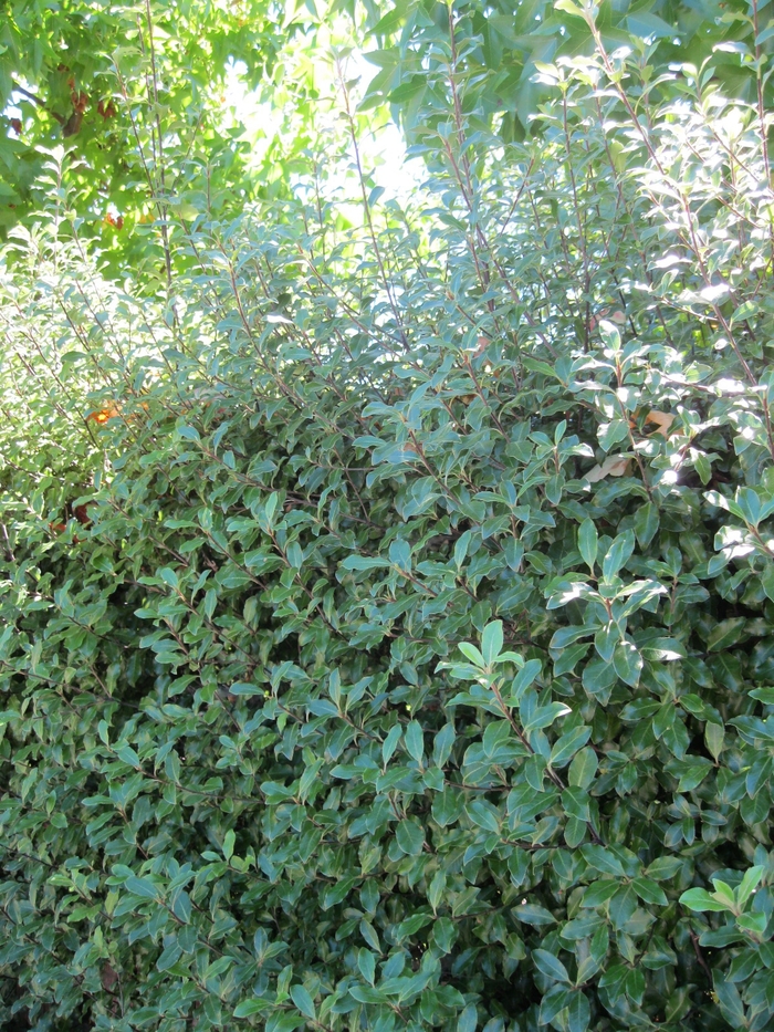 Black Twig Pittosporum - Pittosporum tenuifolium from Sloat Gardens
