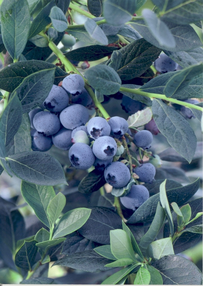 Southern Highbush Blueberry Misty - Vaccinum 'Misty' from Sloat Gardens