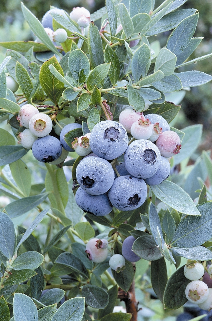 Southern Highbush Blueberry Sunshine Blue - Vaccinum 'Sunshine Blue' from Sloat Gardens