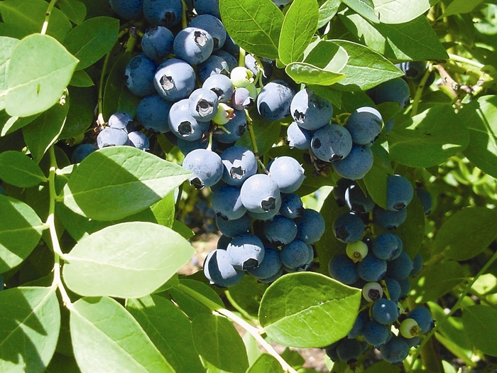 Southern Highbush Blueberry Sharpblue - Vaccinum 'Sharpblue' from Sloat Gardens