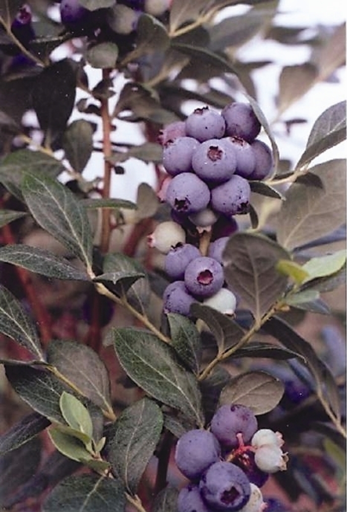 Southern Highbush Blueberry Southmoon - Vaccinum 'Southmoon' from Sloat Gardens