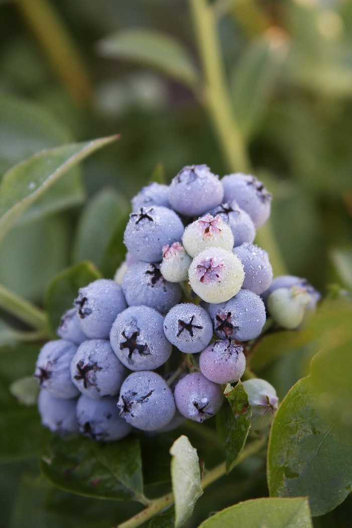 Southern Highbush Blueberry Jubilee - Vaccinum 'Jubilee' from Sloat Gardens