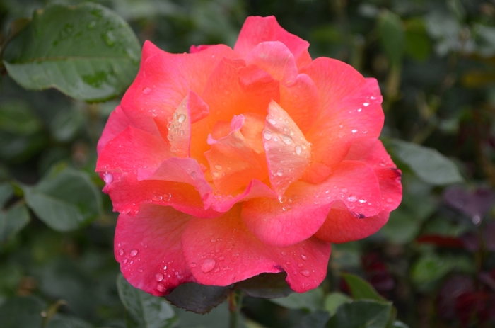 Mardi Gras Rose - Rosa Floribunda 'Mardi Gras' from Sloat Gardens