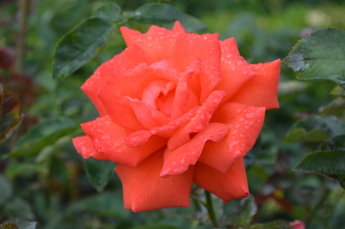 'Tropicana' Rose - Rosa from Sloat Gardens