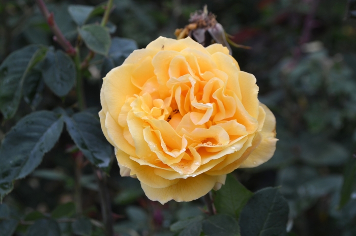 Ch-Ching Rose - Rosa Grandiflora 'Ch-Ching' from Sloat Gardens
