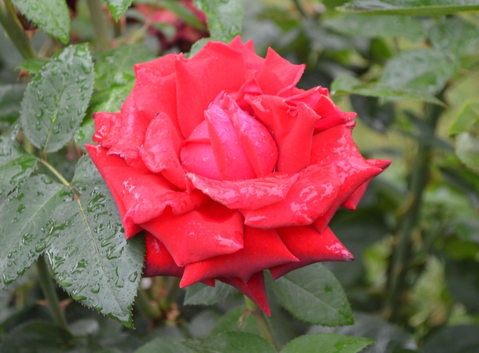 Ingrid Bergman™ Rose - Rosa hybrid tea 'Ingrid Bergman' from Sloat Gardens