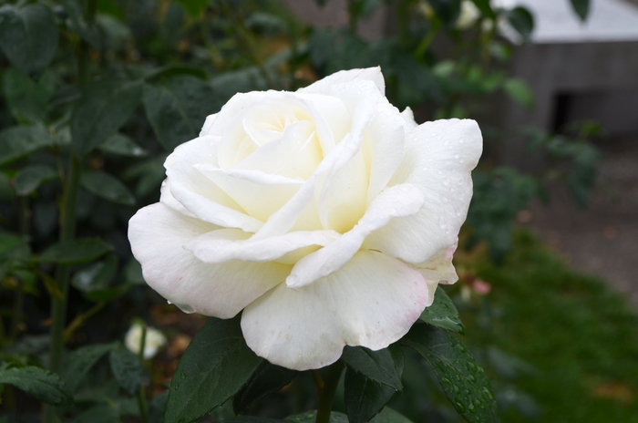 Sugar Moon Rose - Rosa 'WEKmemolo' from Sloat Gardens