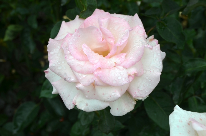 Pink Promise Rose - Hybrid Tea Rose from Sloat Gardens