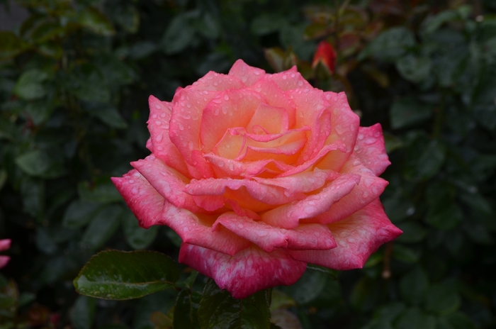 Sheila's Perfume Rose - Rosa Floribunda Sheila's Perfume from Sloat Gardens