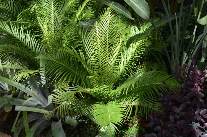 Dwarf Tree Fern - Blechnum gibbum 'Silver Lady' from Sloat Gardens