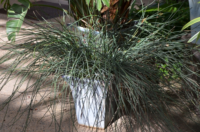 Thatching Reed - Chondropetalum tectorum from Sloat Gardens