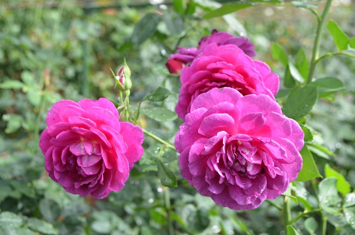 Ebb Tide Rose - Rosa Floribunda Ebbtide from Sloat Gardens