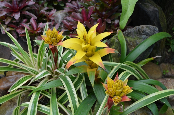 Bromeliad - Guzmania from Sloat Gardens