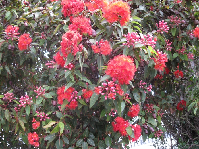 Red Flowering Gum - Eucalyptus ficifolia from Sloat Gardens