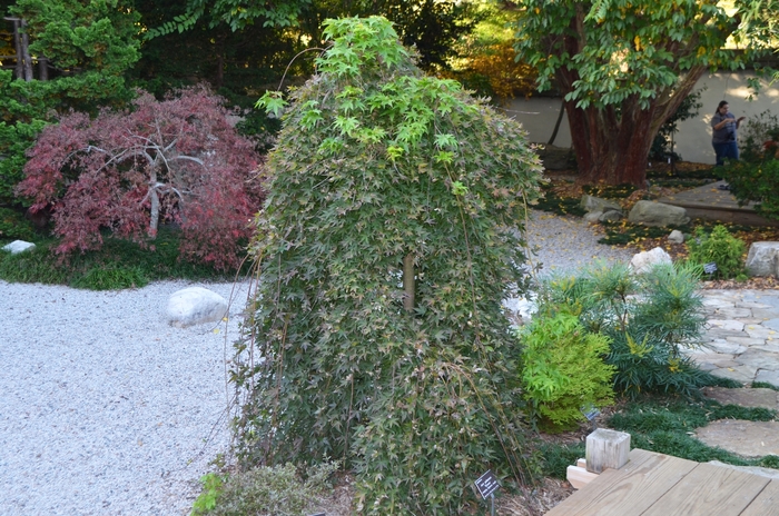 Weeping Japanese Maple - Acer palmatum 'Ryusen' from Sloat Gardens