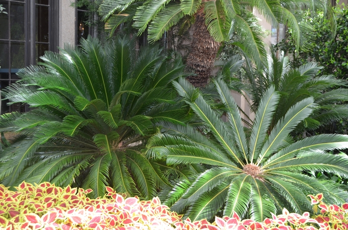 Sago Palm - Cycas revoluta from Sloat Gardens Sago Palm - Cycas revoluta from Sloat Gardens