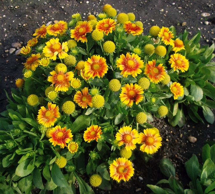 Arizona Indian Blanket - Gaillardia grandiflora 'Arizona Apricot' from Sloat Gardens