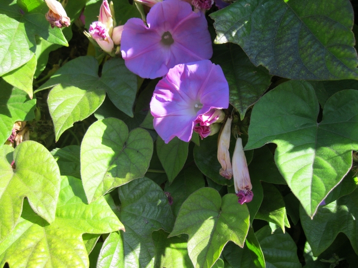 Blue Dawn Flower - Ipomoea indica from Sloat Gardens