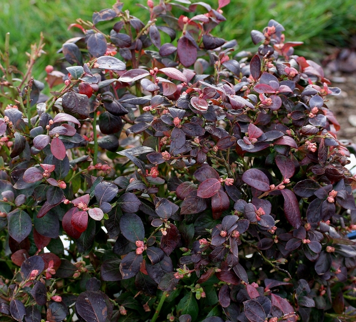 Blueberry Peach Sorbet - Vaccinum 'Peach Sorbet' from Sloat Gardens