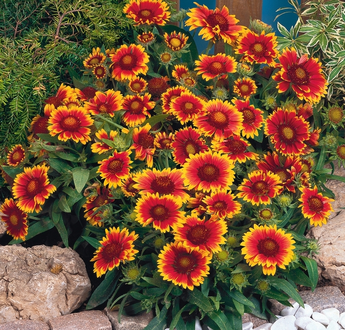 Blanket Flower - Gaillardia grandiflora 'Arizona Sun' from Sloat Gardens