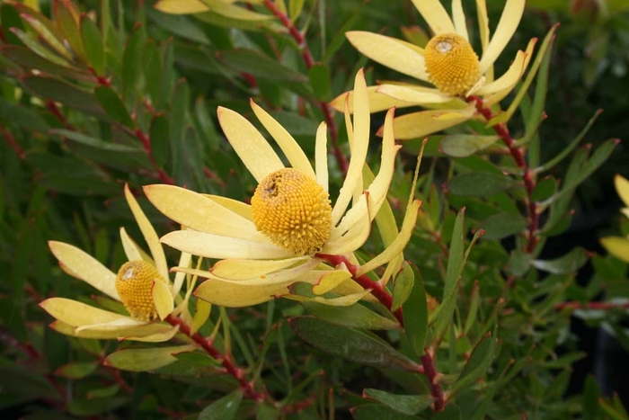 Gold Strike Cone Protea - Leucadendron 'Safari Goldstrike' from Sloat Gardens