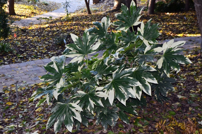 Variegated Japanese Aralia - Fatsia japonica 'Variegata' from Sloat Gardens