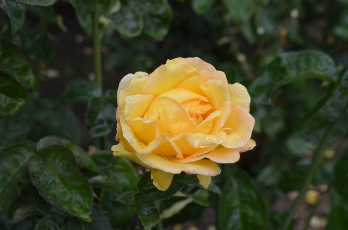 Rosa Hotel California - Hybrid Tea Rose from Sloat Gardens