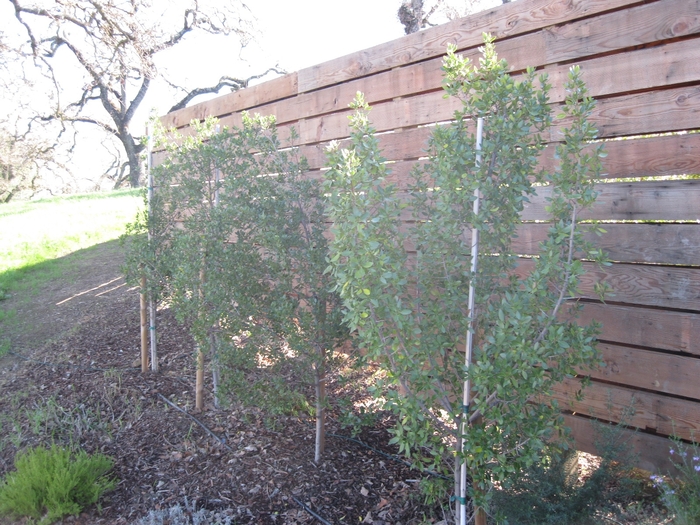 Italian Buckthorn - Rhamnus alaternus from Sloat Gardens