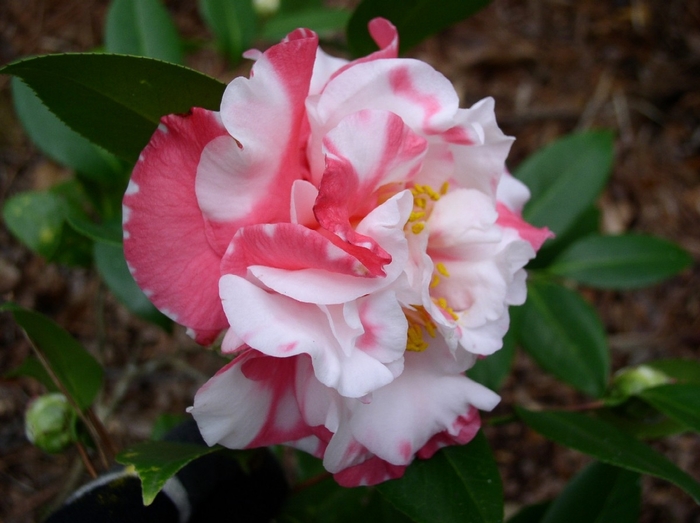 Betty Sheffield Camellia - Camellia japonica 'Betty Sheffield' from Sloat Gardens