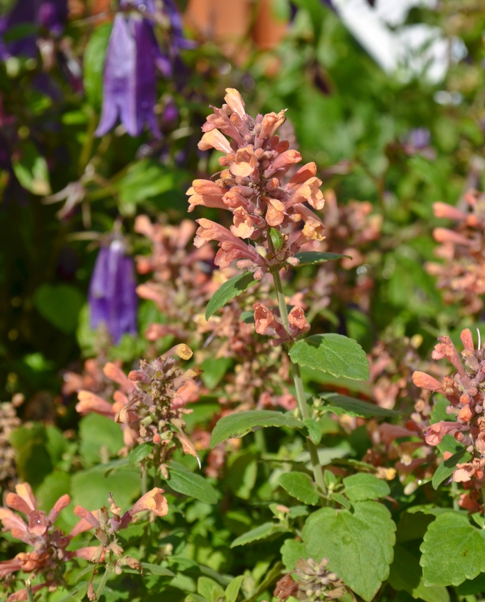 Hummingbird Mint - Agastache 'Apricot Nectar™' from Sloat Gardens