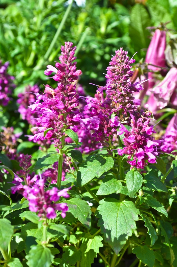 Hummingbird Mint - Agastache 'Grape Nectar™' from Sloat Gardens