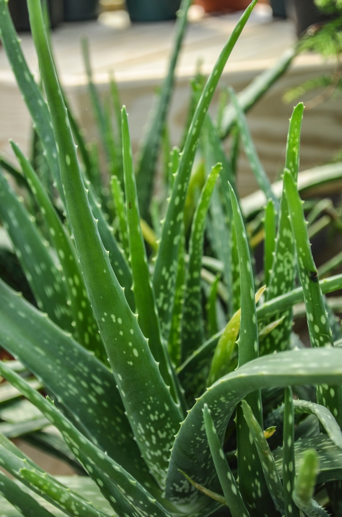 Medicinal Aloe - Aloe barbadensis (Aloe vera) from Sloat Gardens