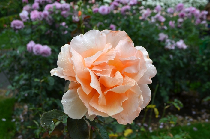 Just Joey Rose - Rosa Hybrid Tea 'Just Joey' from Sloat Gardens