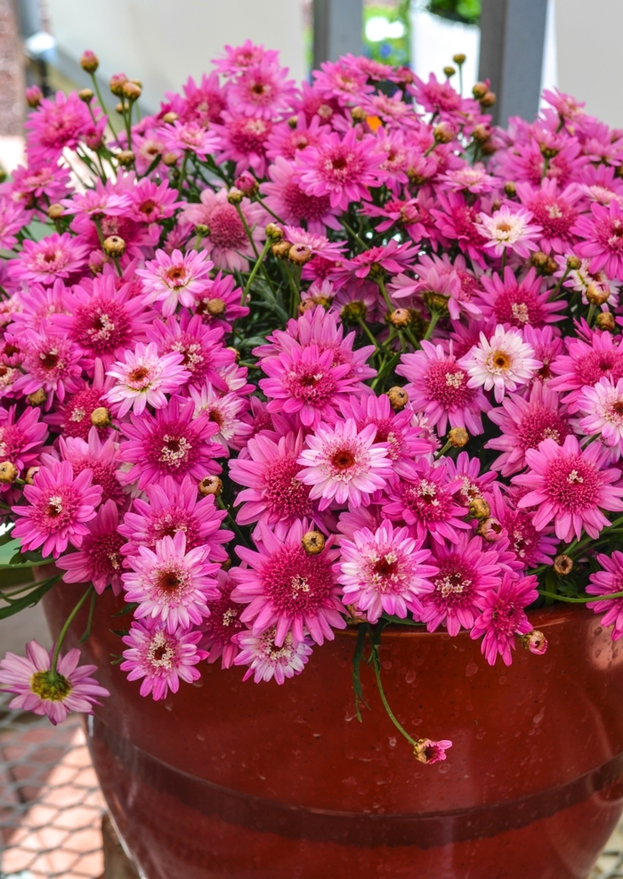 Marguerite Daisy - Argyranthemum frutescens 'Crested Violet™' from Sloat Gardens