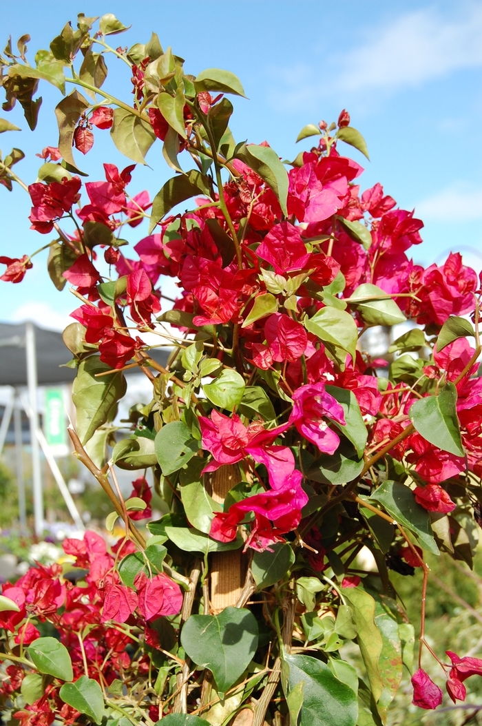 Barbara Karst Bougainvillea - Bougainvillea 'Barbara Karst' from Sloat Gardens