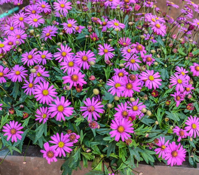 Radiant Magenta Brachyscome - Brachyscome hybrida 'Radiant Magenta' from Sloat Gardens
