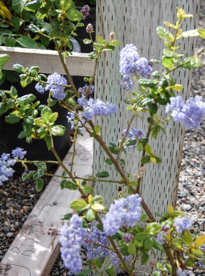 'Frosty Blue' California Lilac - Ceanothus from Sloat Gardens