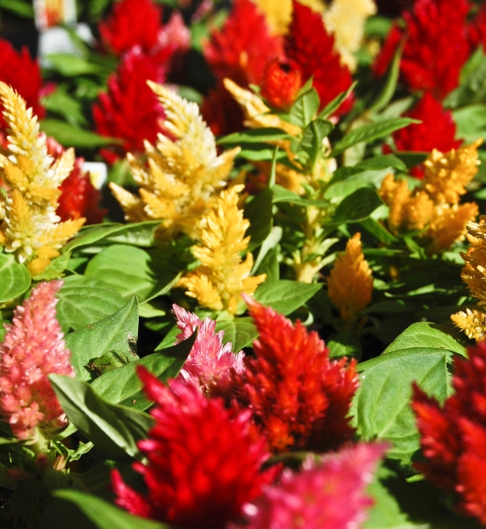 Feather Celosia - Celosia argentea plumosa from Sloat Gardens