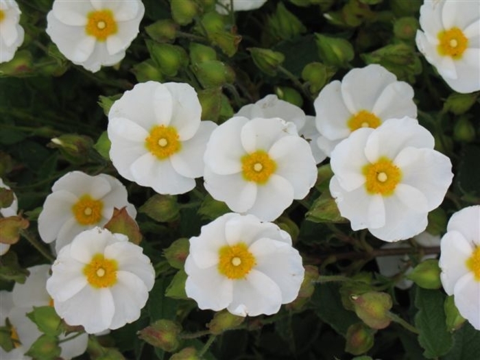 White Rockrose - Cistus hybridus from Sloat Gardens
