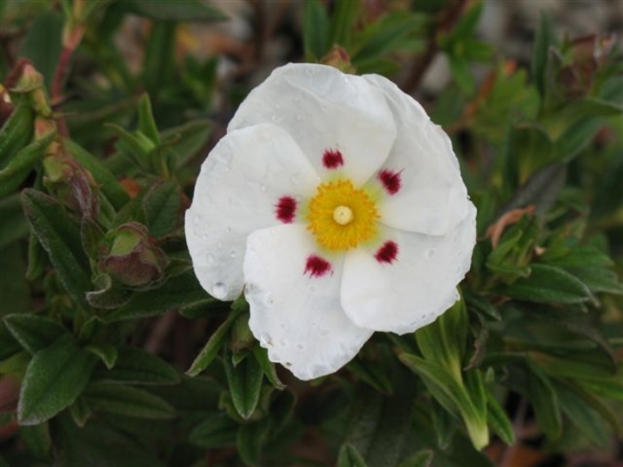 Crimson Spot Rockrose - Cistus ladanifer from Sloat Gardens