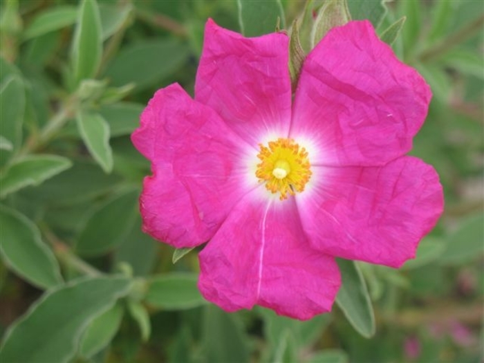 Pink Rockrose - Cistus 'Peggy Sammons' from Sloat Gardens