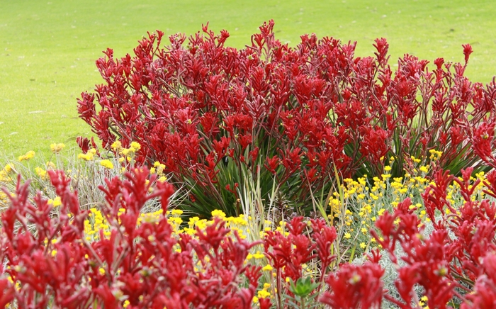 Red Kangaroo Paw - Anigozanthos 'Red Cross' from Sloat Gardens