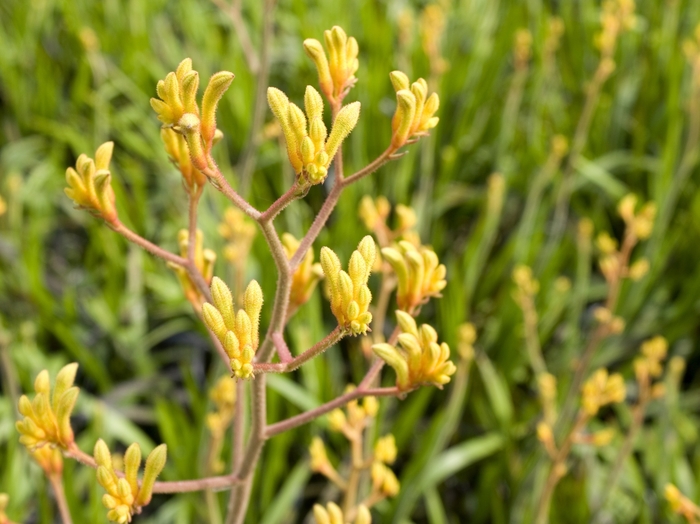 Dwarf Yellow Kangaroo Paw - Anigozanthos 'Bush Dawn' from Sloat Gardens