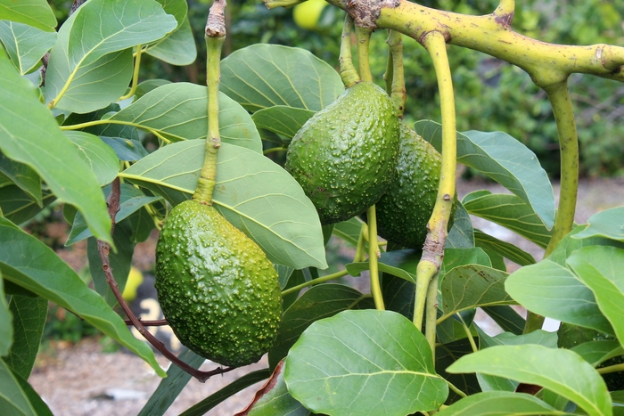 Hass Avocado - Persea americana 'Hass' from Sloat Gardens