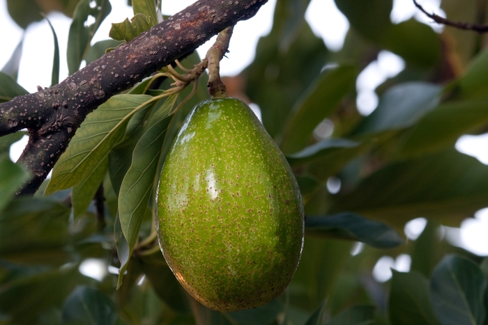 Avocado Bacon - Persea drymifolia 'Bacon' from Sloat Gardens