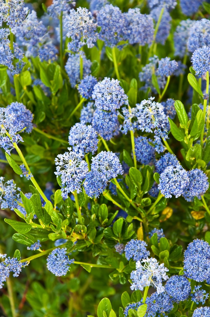 California Lilac - Ceanothus thyrsiflorus 'Skylark' from Sloat Gardens